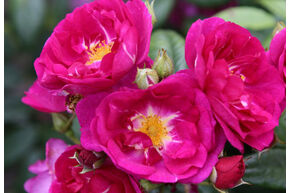 Rose 'Purple Siluetta'�
