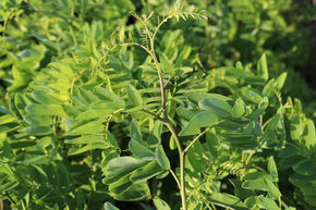 Robinier faux-acacia 'Tortuosa'