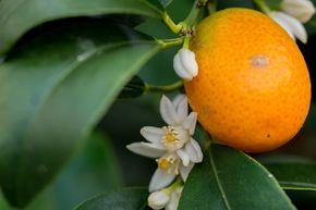 Kumquat rond