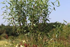 Saule tortueux 'Tortuosa'