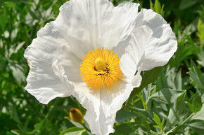 Pivoine 'Krinkled White'