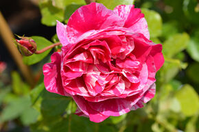 Rosier grimpant Ines Sastre�