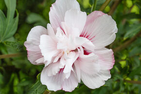 Hibiscus 'French Cabaret Pastel�'