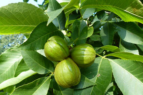 Noix de hickory 'Porter'
