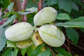 Asiminier 'Prolific'