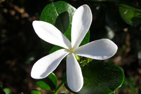jasmin grimpant