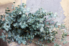Eucalyptus � feuilles rondes