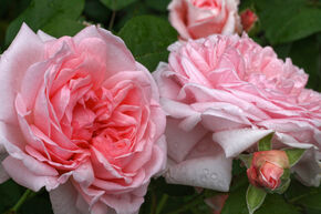 Rose 'Amorosa'�