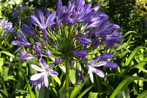 Agapanthe 'Black Pantha'