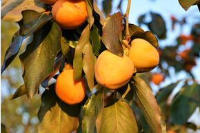 Kaki 'Costata'