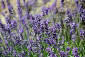 Lavande 'Munstead' en pot carr� de 1.3 L