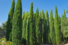 Cypr�s d'Italie 'Totem'
