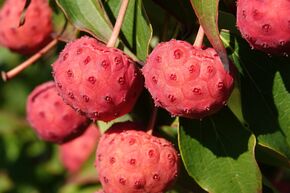 Cornouiller japonais 'Sweet Berry'