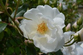 Cam�lia japonais 'Pierrot White'
