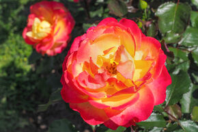 Rose Flaming Star�