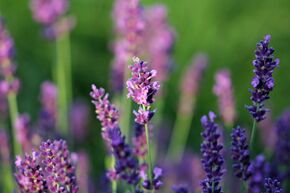 Lavandula angustifolia ‘Vienco Compact Blue’ 1,3 lt. Vierecktopf  