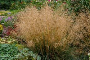 Canche cespiteuse 'Bronzeschleier'