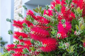 Rince-bouteille 'Splendens'