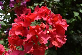 Bougainvillier 'Don Mario'