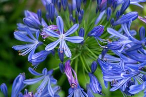 Agapanthe 'Pitchoune Blue'