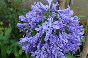 Agapanthus 'Peter Pan'