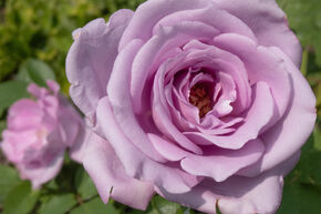 Rose Blue Girl�