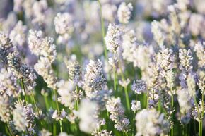 Lavande 'Vienco � Early White' dans un pot carr� de 1,3 L
