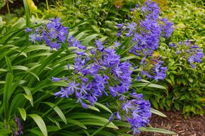 Agapanthus 'Summer Love'
