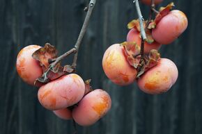 Kaki 'Hana Fuyu'