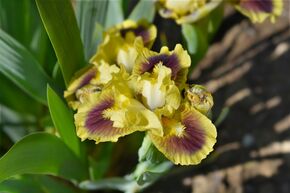 Iris 'Ritz'