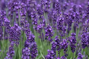 Lavande 'Hidcote Blue' en pot carr� de 1.3 L
