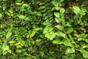 Figuier rampant ou grimpant (Ficus repens)