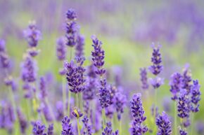 Lavande 'Vienco Purple' en pot carr� de 1.3 L