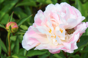 Pivoine 'Catharina Fontijn'