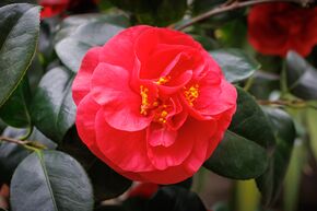Cam�lia japonais 'Mrs. Charles Cobb'