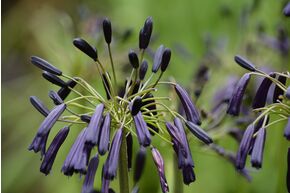 Agapanthe 'Black Magic'