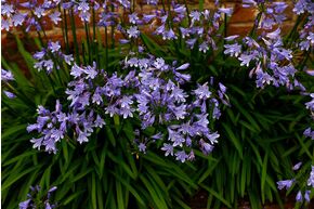 Agapanthe 'Blue Storm'