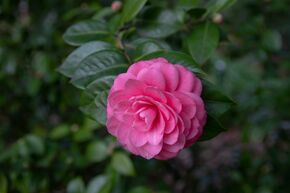 Cam�lia japonais 'Rosedale's Beauty'