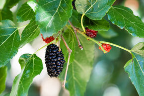 M�rier noir 'Peter'