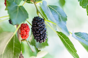 M�rier noir 'Martinus'