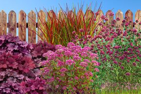 Massif de fleurs vivaces 'Simply Red'