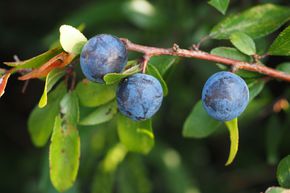 Prunellier, �pine noire