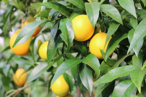 Oranger tardid blond 'Valencia late'