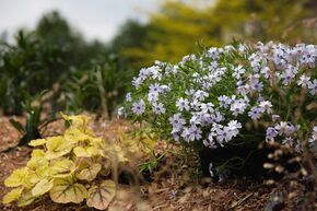 Phlox mousse 'Early Spring Blue'