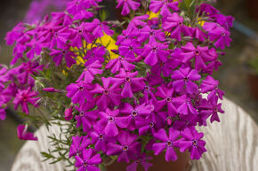 Phlox mousse 'Early Spring Hot Pink'