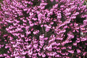 Bruy�re � fleurs d'hiver 'Spring Surprise'