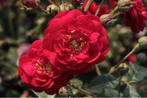 Rosier Starlet� 'Lola�'