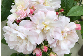 Rose 'Sweet Siluetta'�