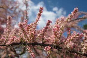 Tamaris de printemps