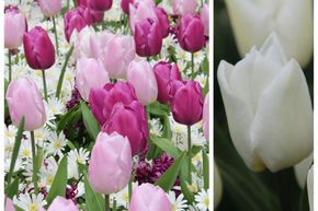 Tulipes 'Dynamic Change Completed�' - m�lange